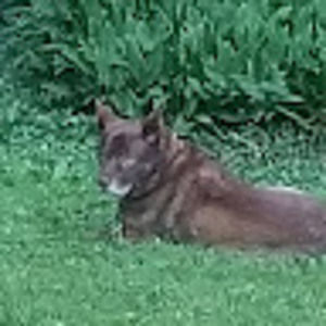 Meet your Posher, Joe